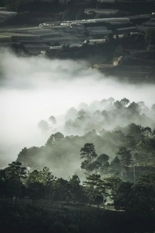 a foggy valley with trees in the foreground, a picture, unsplash contest winner, high angle shot, rippling trees, ((mist)), taken with canon 5d mk4