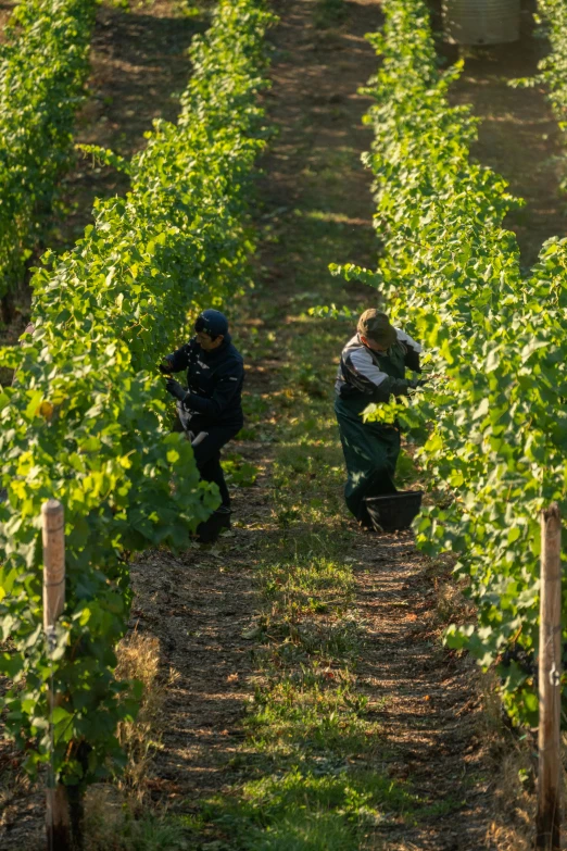 a couple of men standing next to each other in a field, by Hubert van Ravesteyn, happening, vines hanging down, working, do