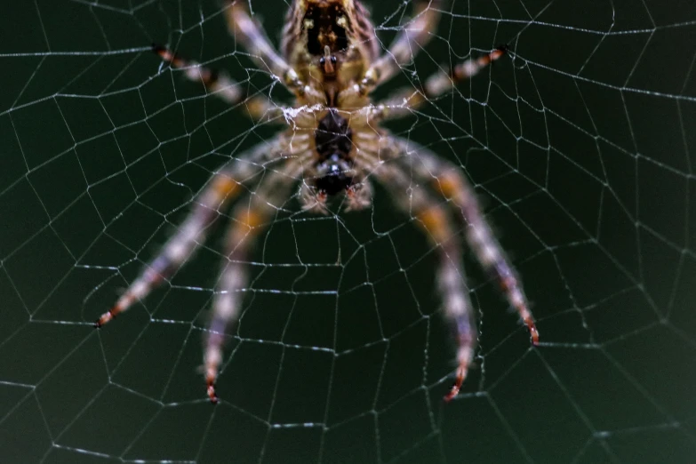 a close up of a spider on a web, pexels contest winner, hurufiyya, fan favorite, six arms, a wide full shot, fully frontal view