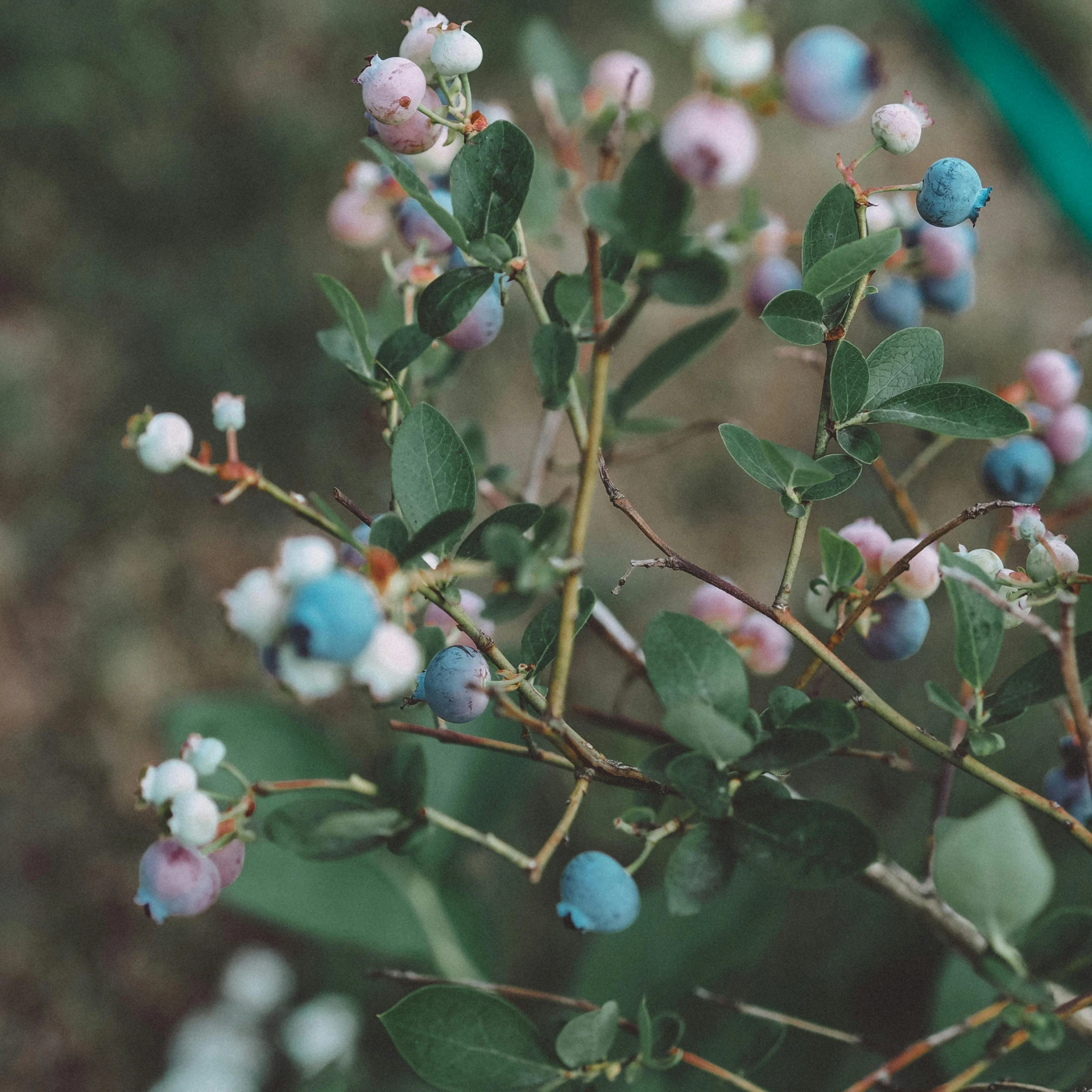 a bush of blueberries with green leaves, a colorized photo, unsplash, wilted flowers, instagram picture, blue and pink, vintage photo