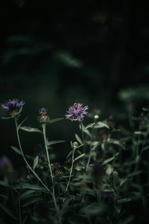 a bunch of purple flowers sitting on top of a lush green field, inspired by Elsa Bleda, art photography, in a dark forest low light, cinematic shot ar 9:16 -n 6 -g, flowers and vines, thistles