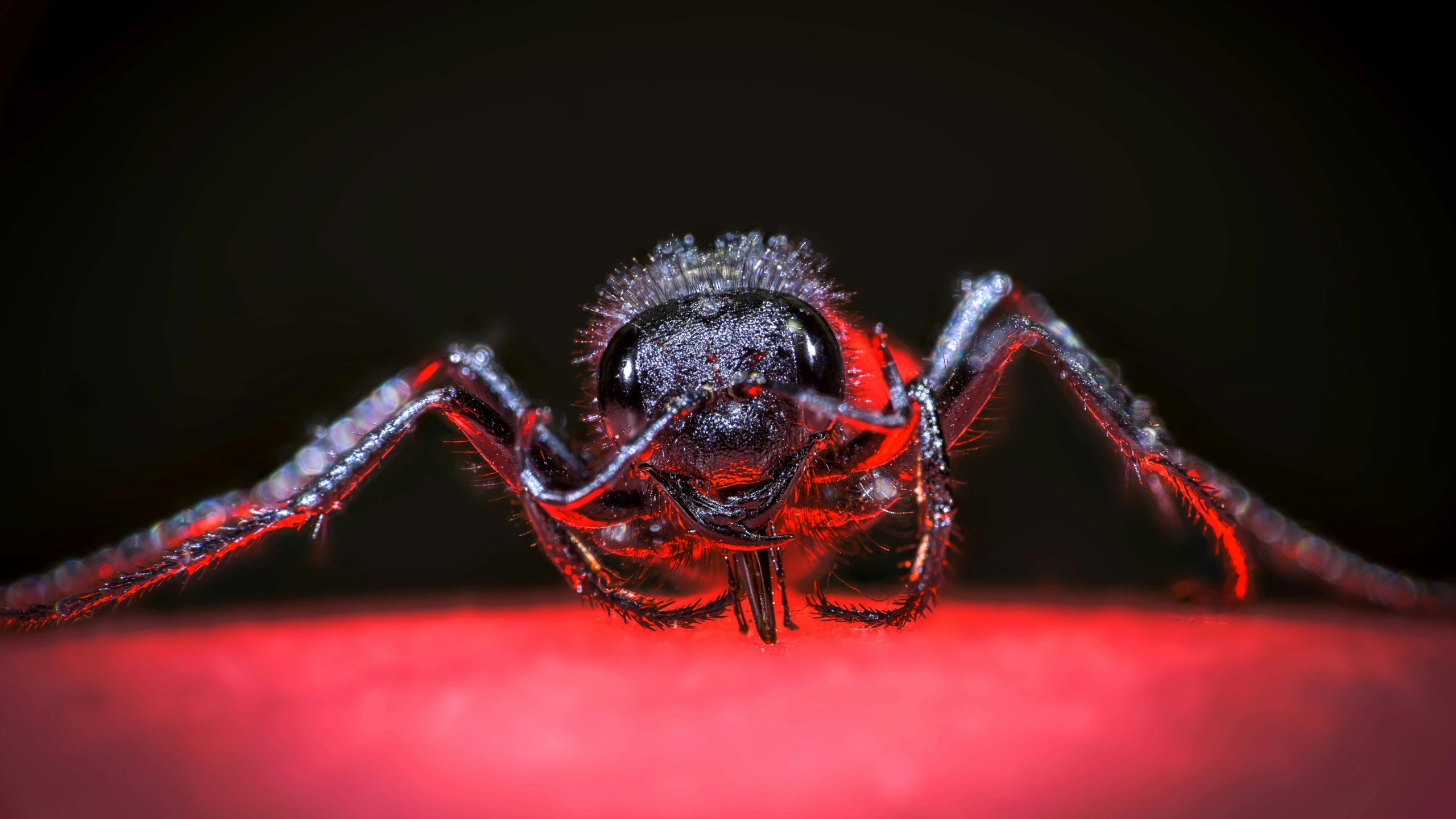 a close up of a spider on a person's finger, a macro photograph, by Adam Marczyński, pexels contest winner, black on red, ant alien, frontal pose, looking frontal view