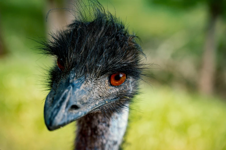 a close up of an emu looking at the camera, pexels contest winner, hurufiyya, avatar image, wild black hair, smirking, a super-smart