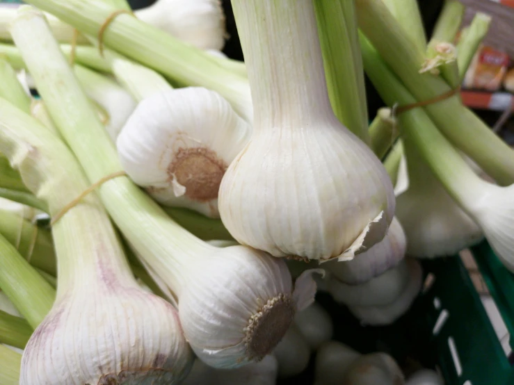 a close up of a bunch of garlic, a portrait, unsplash, digital image, round-cropped, fan favorite, albino dwarf