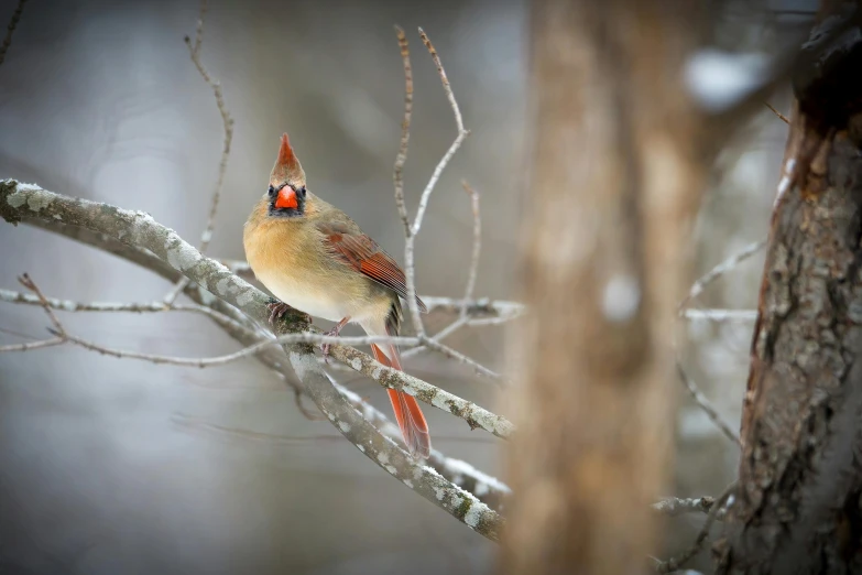 a bird sitting on top of a tree branch, a portrait, by Jim Nelson, pexels contest winner, maple syrup, mid 2 0's female, ethereal cardinal bird, minn