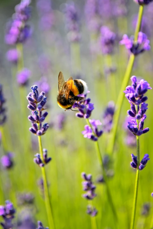 a bee sitting on top of a purple flower, sitting in a field