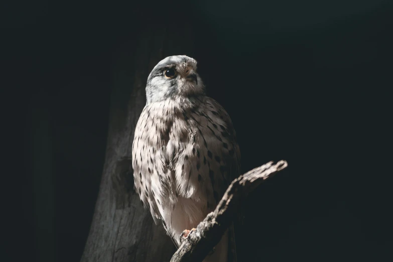 a bird sitting on top of a tree branch, a portrait, trending on pexels, gray mottled skin, raptor, with cinematic lighting, museum quality photo