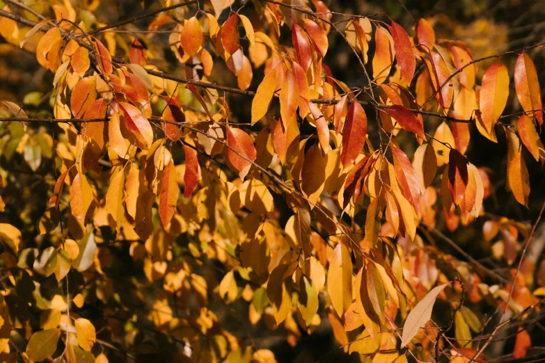 a close up of a bunch of leaves on a tree, by Bradley Walker Tomlin, pexels, hurufiyya, red ocher, thumbnail, willow trees, f / 2 0