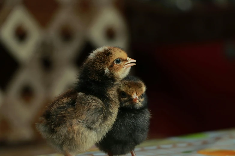 a couple of small birds standing on top of a table, an album cover, by Jan Tengnagel, pexels contest winner, freckles on chicks, turkey, closeup 4k, the birth