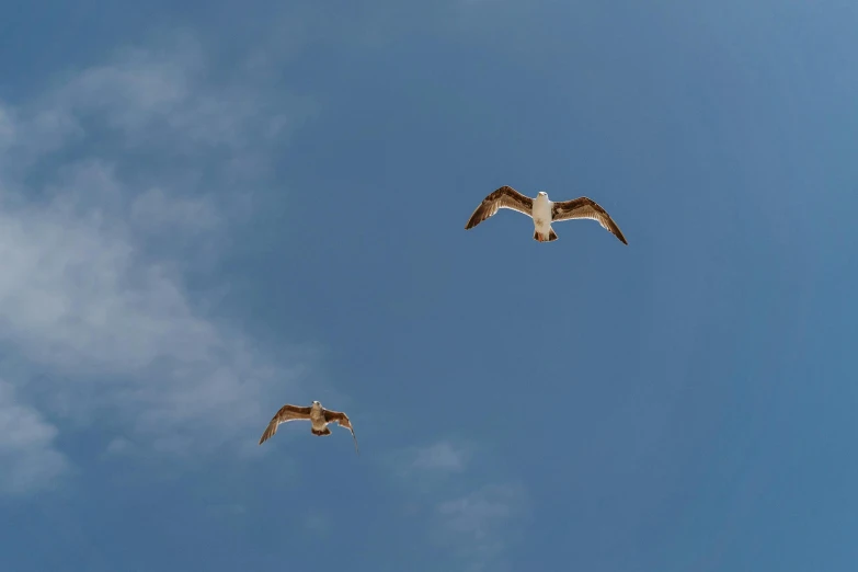 a couple of birds flying through a blue sky, by Carey Morris, pexels contest winner, minimalism, brown, viewed from the ground, pearly sky, medium shot angle