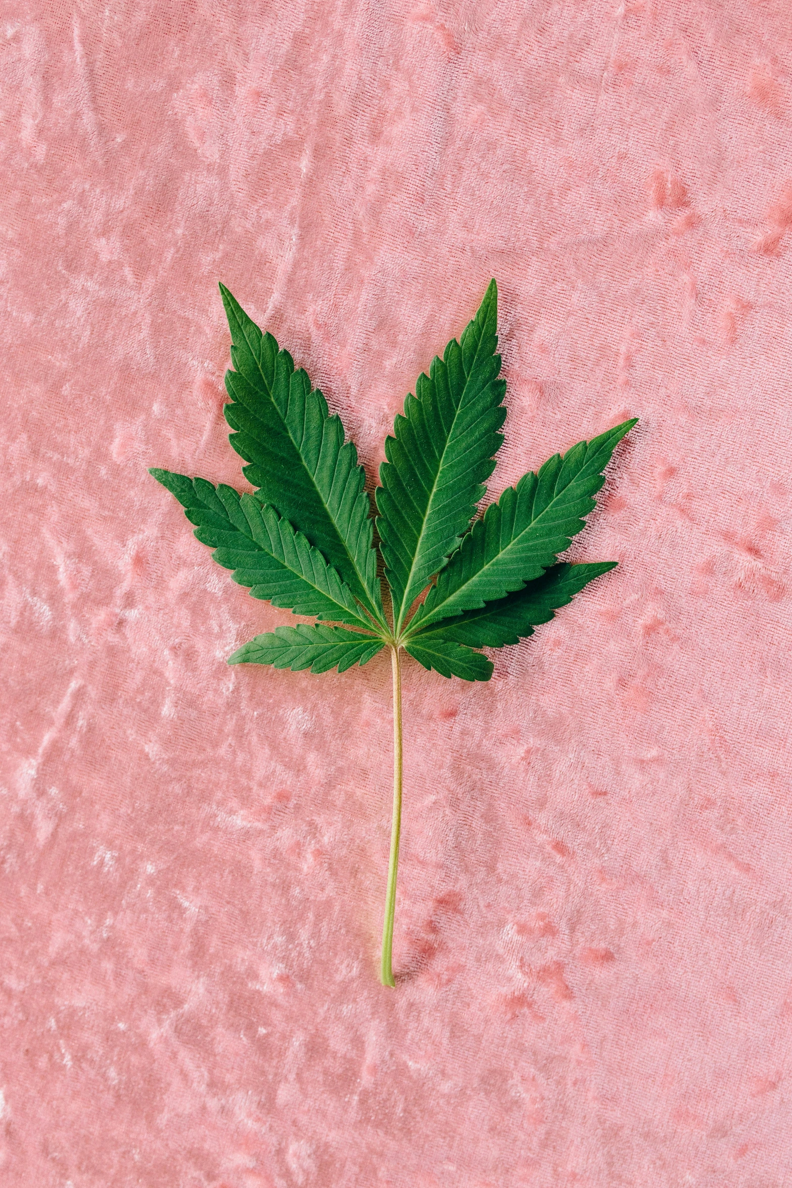 a green leaf sitting on top of a pink surface, inspired by Mary Jane Begin, trending on pexels, hemp, marijuana trees, profile image, high angle