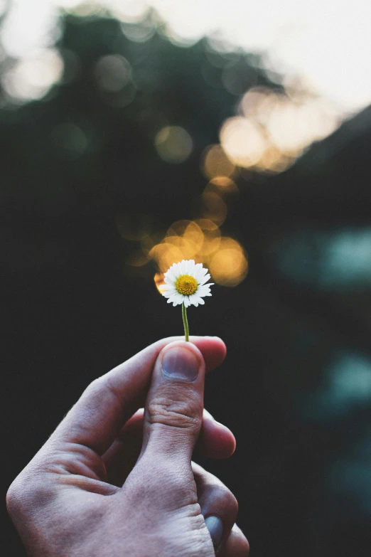 a person holding a flower in their hand, instagram picture, evenly lit, floating away, slight bokeh