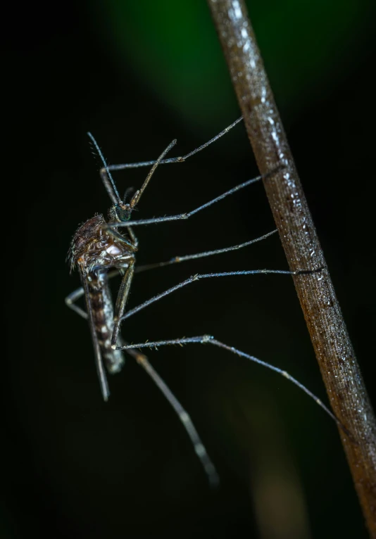 a close up of a mosquito on a twig, by Emanuel Witz, hurufiyya, ground - level medium shot, night, grey, high-angle