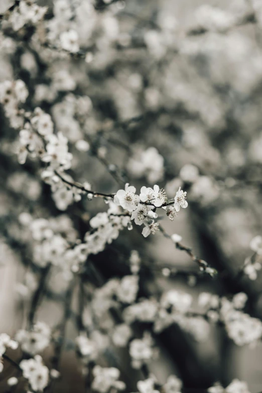 a black and white photo of a tree with white flowers, a black and white photo, trending on unsplash, medium format. soft light, february), background image, vivid)