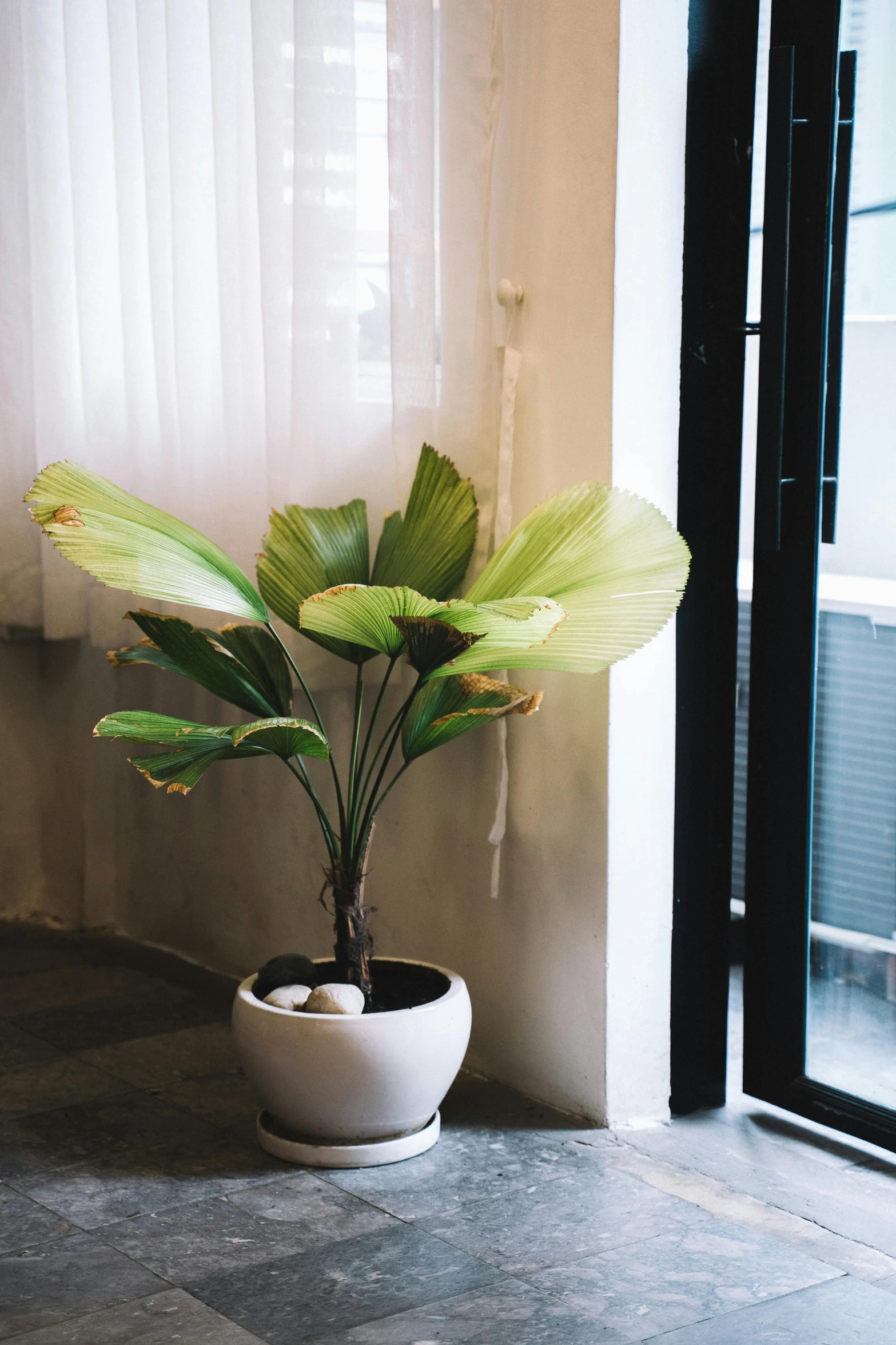 a potted plant sitting in front of a window, unsplash, magnolia big leaves and stems, modern lush condo as shopfront, slight yellow hue, high angle shot