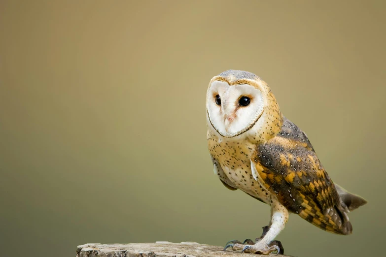 a barn owl perched on top of a tree stump, a portrait, by Peter Churcher, trending on pexels, renaissance, graphic print, professionally post-processed, multicoloured, portrait of a small