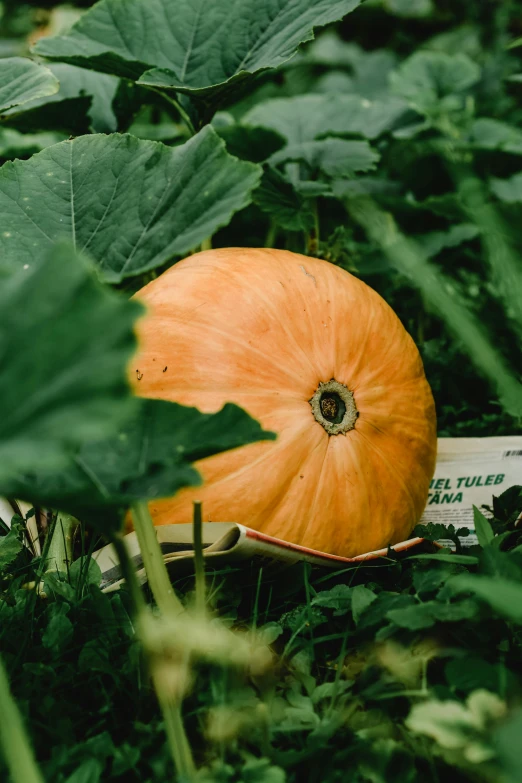 a pumpkin sitting on top of a lush green field, a picture, by Jan Tengnagel, unsplash, renaissance, 2 5 6 x 2 5 6 pixels, japan harvest, very large bosum, middle close up composition