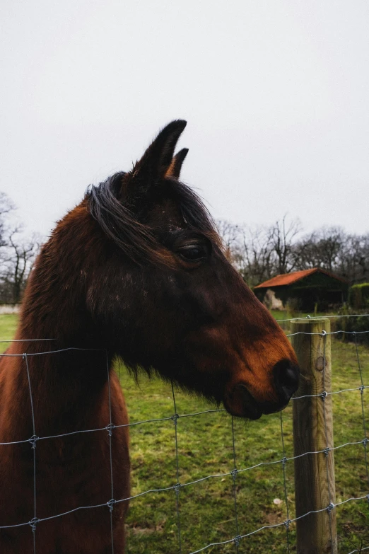 a brown horse standing on top of a lush green field, posing for a picture, trending on vsco, with pointy ears, overcast