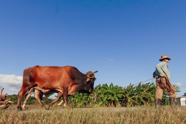 a man is plowing a field with two oxen, by Jan Tengnagel, unsplash, sumatraism, cuba, slide show, thumbnail, human dressed as a bull