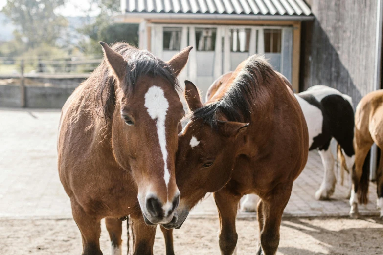 a couple of horses standing next to each other, by Gwen Barnard, trending on unsplash, a wooden, covered in, bottom angle, multiple stories