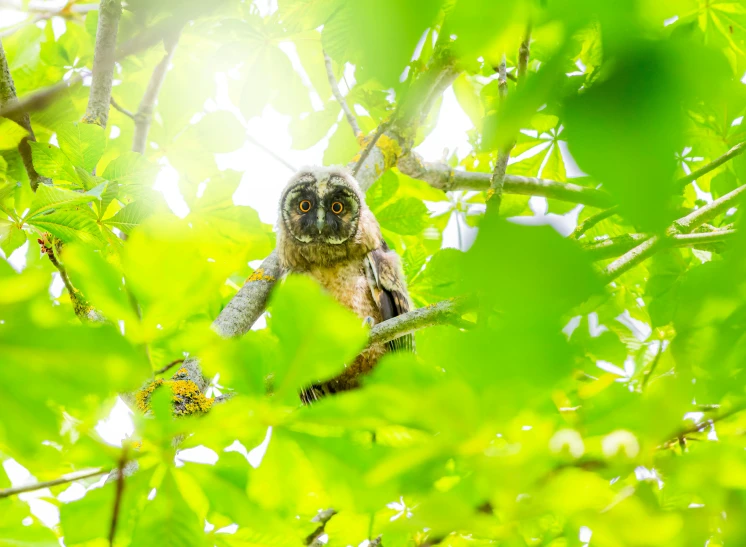 an owl sitting on top of a tree branch, by Dietmar Damerau, pexels contest winner, sumatraism, bright day light sun, amongst foliage, viewed from below, marmoset