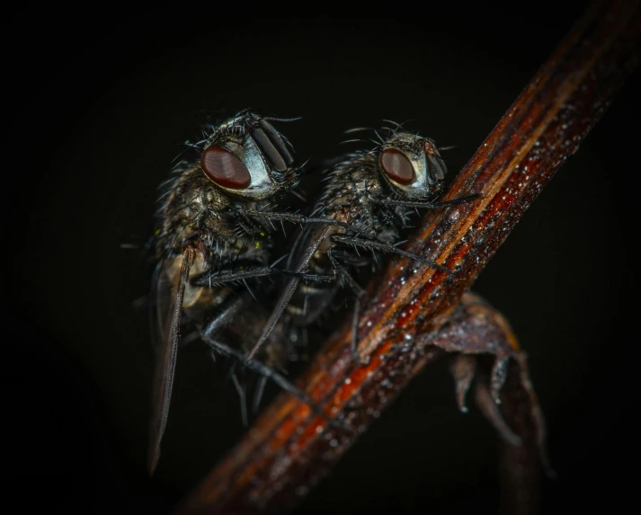 a couple of flies sitting on top of a tree branch, a macro photograph, pexels contest winner, hurufiyya, out in the dark, highly detailed 8k photo, ilustration, adult pair of twins