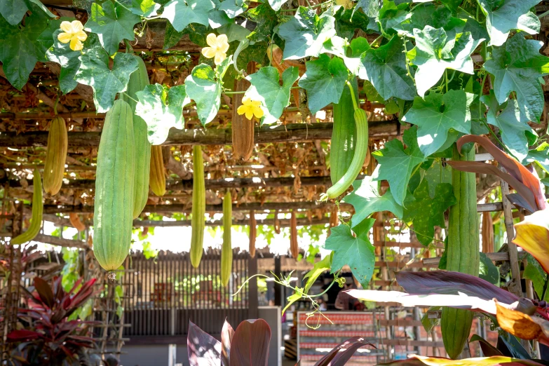 a bunch of gourds hanging from a vine, unsplash, mingei, un restaurant avec une terrasse, saguaro, well shaded, promo image