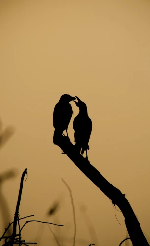 a couple of birds sitting on top of a tree branch, by Peter Churcher, silhouetted, dragon kissing, 15081959 21121991 01012000 4k, taken with canon 5d mk4