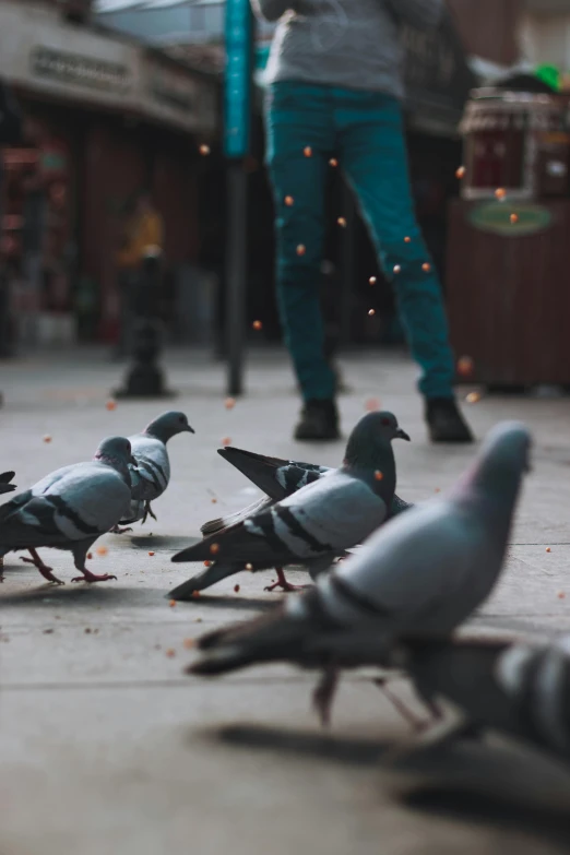 a group of pigeons standing next to each other on a sidewalk, pexels contest winner, happening, bullets whizzing past, cinema 4d cinematic render, on his hind legs, cinematic. by leng jun