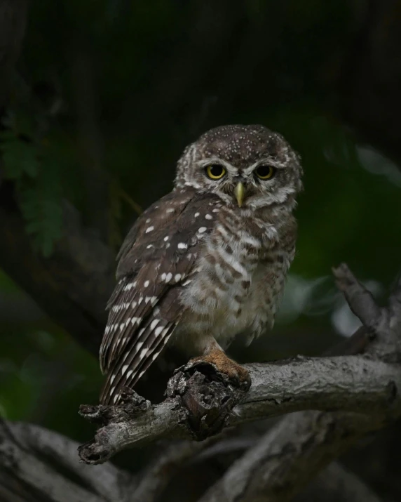 a small owl sitting on top of a tree branch, posing for the camera, speckled, looking distracted