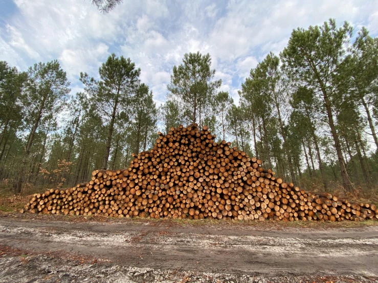 a pile of logs sitting on top of a dirt road, profile image, cypress trees, multiple stories, in avila pinewood