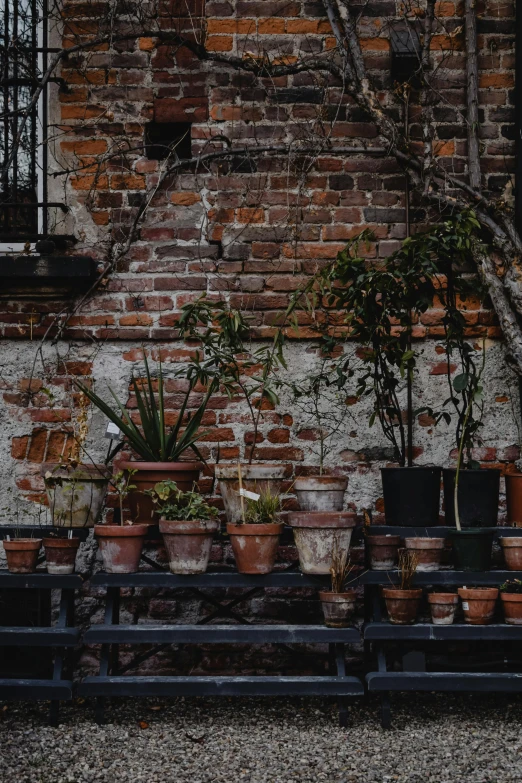 a row of potted plants in front of a brick building, pexels contest winner, renaissance, moody details, backyard garden, apothecary, broken composition