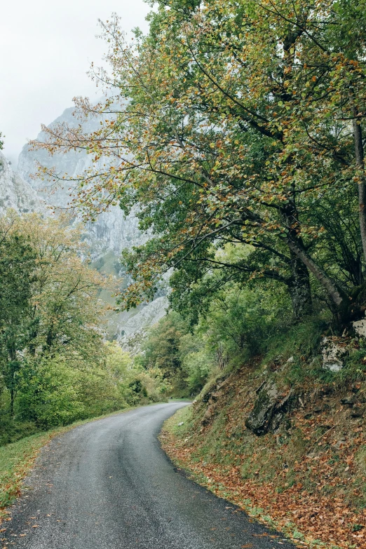 a road that has fallen leaves on the side of it, les nabis, mountainous setting, jovana rikalo, quaint, limestone