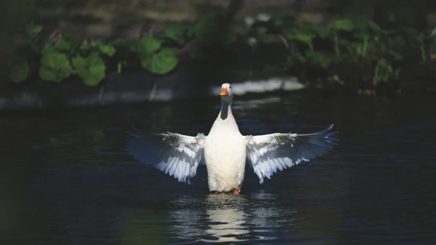 a duck flaps its wings in the water, an album cover, by Jacob Duck, unsplash, hurufiyya, frans lanting, white wings, on his hind legs, 2000s photo