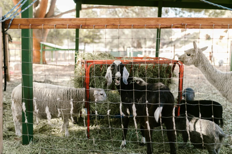 a herd of sheep standing on top of a lush green field, donkey riding a playground swing, of augean stables, profile image, nets