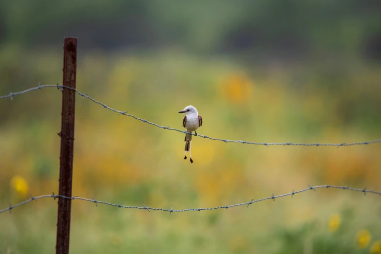 a bird sitting on a barbed wire fence, by Neil Blevins, fan favorite, white-haired, oklahoma, sports photo