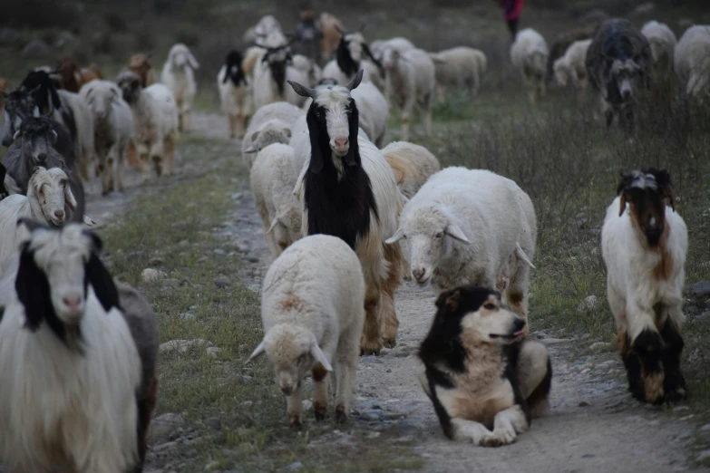 a herd of sheep walking down a dirt road, by Muggur, trending on unsplash, baroque, gandalf riding a border collie, an olive skinned, white hairs, he is a long boi ”