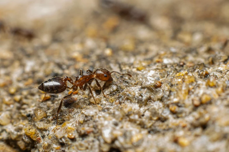 a close up of an ant in the sand, a macro photograph, pexels contest winner, photorealism, on the concrete ground, brown, hyperrealistic ”