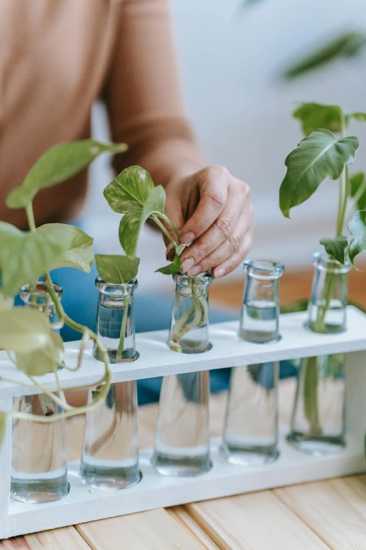 a woman sitting at a table with several glass vases filled with plants, trending on pexels, process art, wearing a white lab coat, basil leaves instead of leaves, hydroponic farms, opening shot