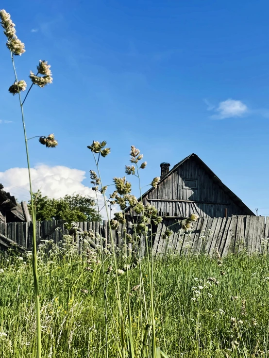 a field of tall grass with a barn in the background, inspired by Isaac Levitan, pexels contest winner, renaissance, russian village, rustic and weathered, cottagecore flower garden, west slav features