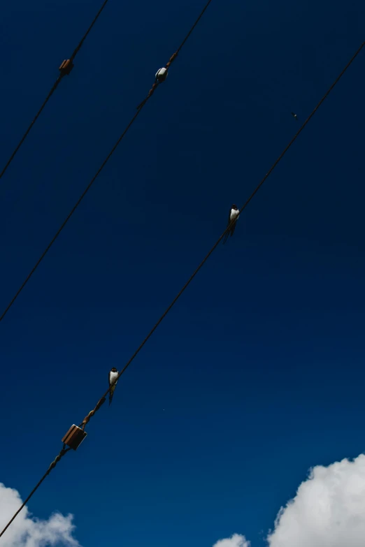 a bunch of birds that are flying in the sky, a picture, by Peter Churcher, minimalism, chairlifts, attached to wires. dark, blue image, panorama