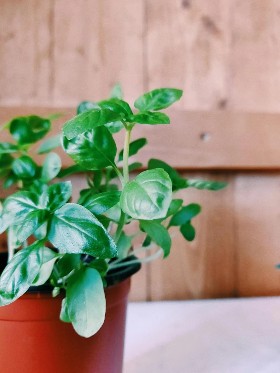 a close up of a potted plant on a table, by Jacob de Heusch, trending on unsplash, fresh basil, small chin, full frame image, detailed product image