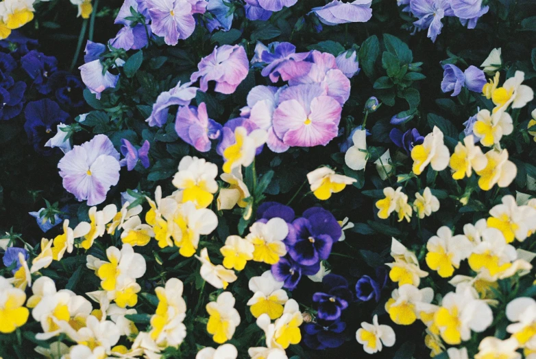 a field of purple, yellow and white flowers, an album cover, unsplash, bauhaus, grainy, fan favorite, multi - coloured, (flowers)