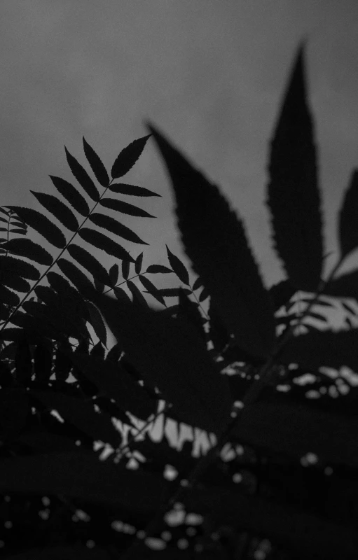 a black and white photo of leaves, unsplash, conceptual art, 2 5 6 x 2 5 6, shadowy creatures, sun down, fern
