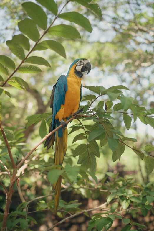 a parrot sitting on top of a tree branch, lush surroundings, in blue and yellow clothes, laos, nat geo