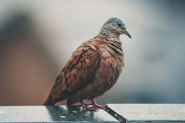 a close up of a bird on a ledge, pexels contest winner, renaissance, a spotted dove flying, post processed 4k, 🦩🪐🐞👩🏻🦳, portrait of a small