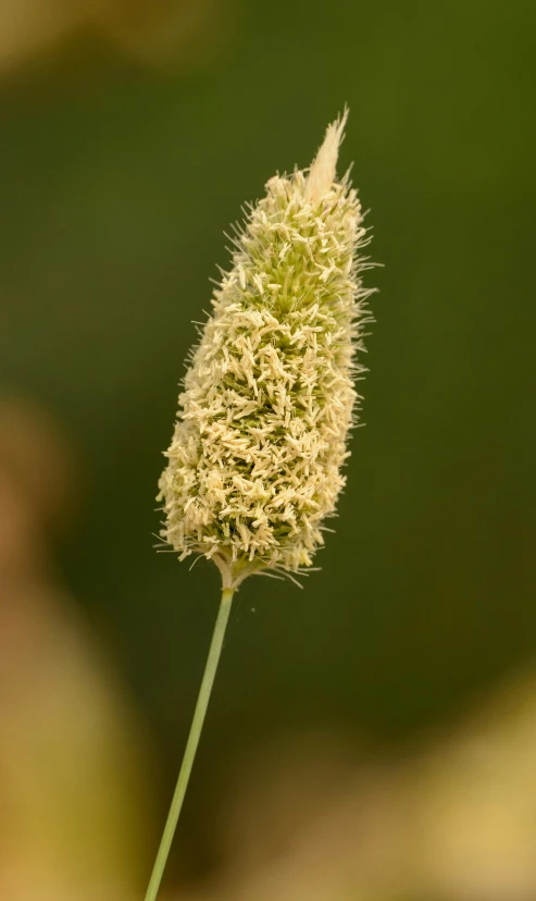 a close up of a plant with a blurry background, a macro photograph, by David Simpson, digital image, fox tail, very high bloom ammount, detailed grass