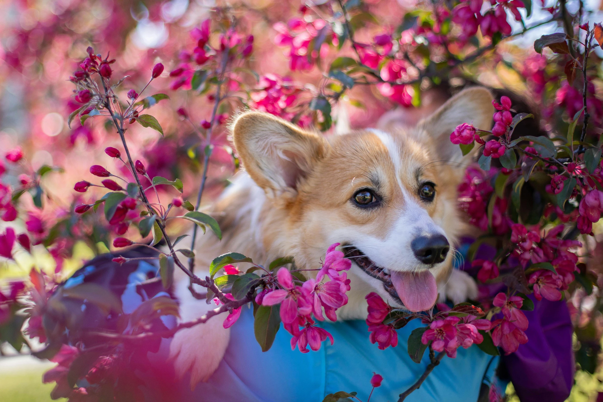 a dog that is laying down in some flowers, by Julia Pishtar, pexels contest winner, corgi cosmonaut, cherry blossom, magenta and crimson and cyan, portrait of small