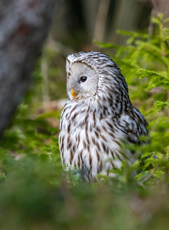 a bird that is sitting in the grass, a portrait, by Sven Erixson, pexels contest winner, hurufiyya, bright nordic forest, glowing white owl, 2022 photograph, silver haired