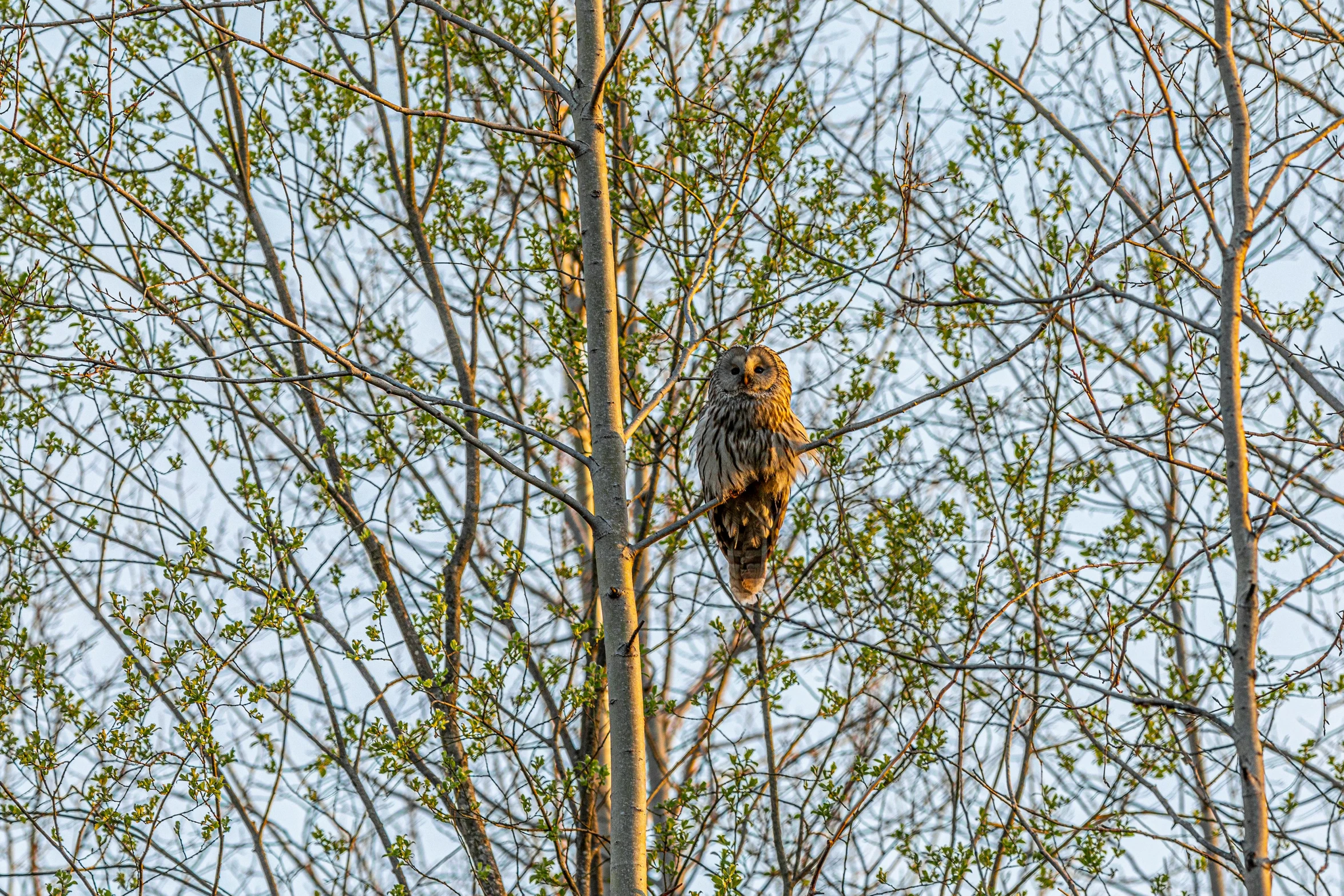 a large owl sitting on top of a tree, by Jacob Kainen, pexels, spring early morning, in full growth from the back, sports photo, viewed from a distance